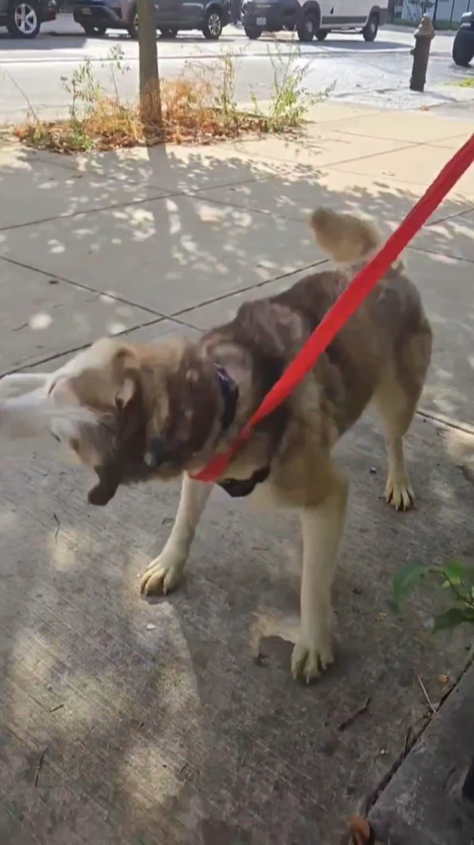 AVAIL  OCT 28  BROOKLYN NYC  $350 2YR FIXED GIRL HUSKY in New York City, New York