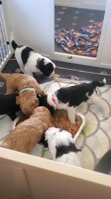 Labradoodle puppies first solid meal. in St. Charles, Missouri