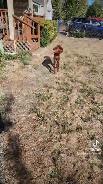 Red Standard Poodle in Salem, Oregon