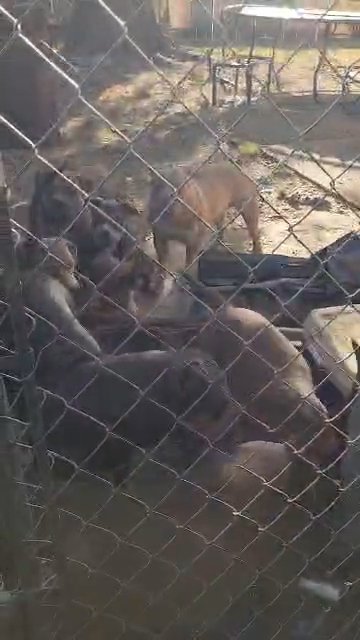 ABKC AMERICAN BULLY PUPPIES in St. Louis, Missouri