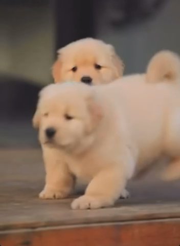 Puppies For Sale in Los Angeles, California