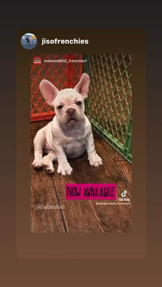 French Bulldog in Sacramento, California