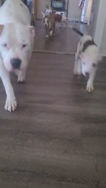 American Bulldog in New York City, New York