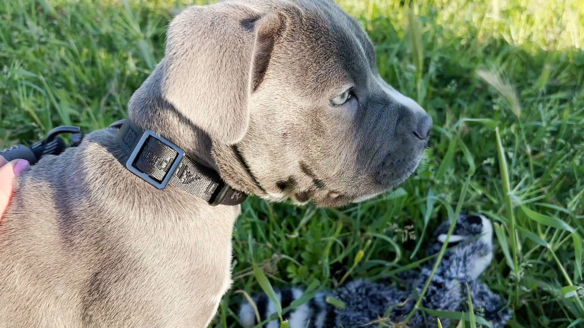 Gil, Cane Corso pure red puppy in Los Angeles, California
