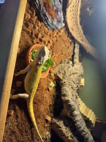 Citrus Hypo Leather Back 50% Het Trans Female in Picayune, Mississippi
