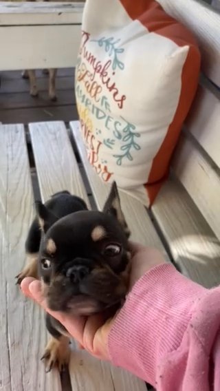 Female Frenchie in Elizabeth City, North Carolina