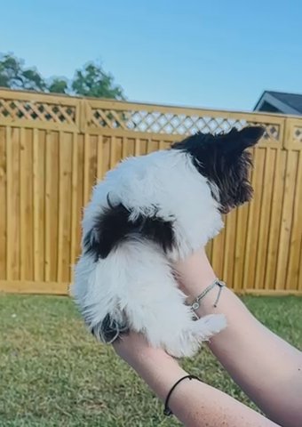 Auggie: Liver/Dark Chocolate Parti Yorkie Girl in Shreveport, Louisiana