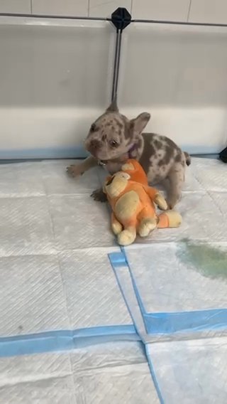 Akc Merle Frenchie Girl in Cleveland, Ohio