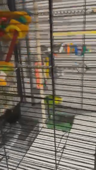Two Budgies  Boy Male For Sale in Asheville, North Carolina