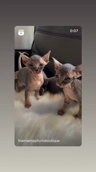 Baby sphynx kittens in Miami, Florida