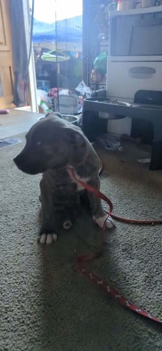 Puppy in San Diego, California