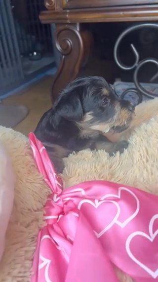 Yorki Poo in Tyler, Texas