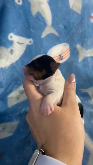 Male 3 From Sadies Litter in Cleveland, Tennessee