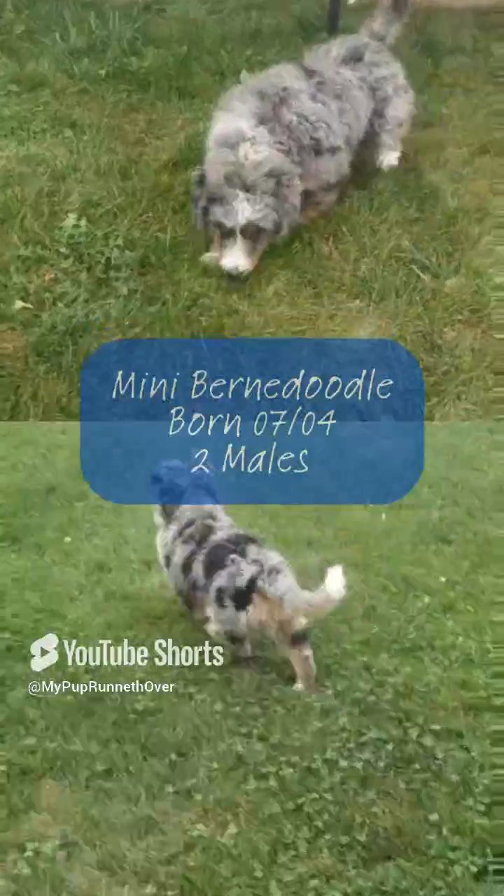 Xander (Mini Bernedoodle) in Goshen, Indiana
