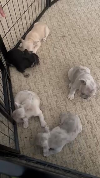 Frenchies in Houston, Texas