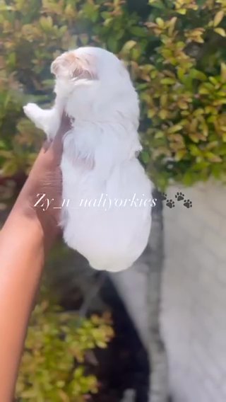 Poodle Girl/ Sold in North Lauderdale, Florida