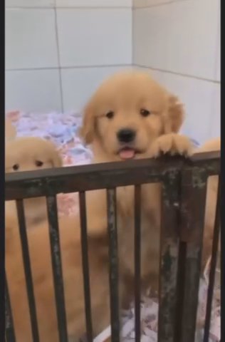 Puppies For Sale in Los Angeles, California