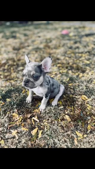 Lilac Tri Merle in Chicago, Illinois