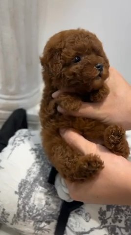 Red Poodle in Los Angeles, California