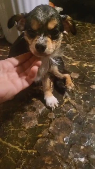 $1250  4MONTH  BOY MERLE CHIHUAHUA  BROOKLYN  NYC in New York City, New York