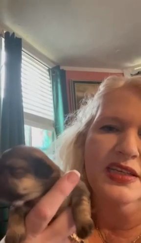 Obie CKC Shih Tzu in Charlotte, North Carolina