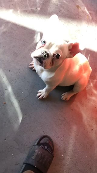 Brain The Pink Frenchie in Houston, Texas
