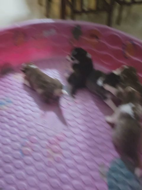 husky puppies in Brownsville, Texas