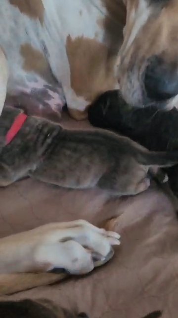 greatdanes in Houston, Texas