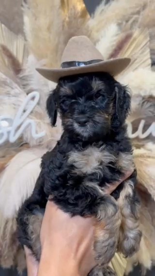 Mini Goldendoodle Male in Houston, Texas