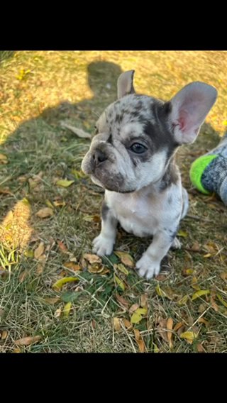 Chocolate Tri Merle Big Rope in Chicago, Illinois