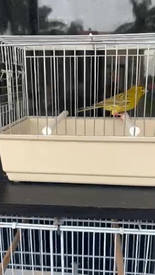 Canary in Tamiami, Florida