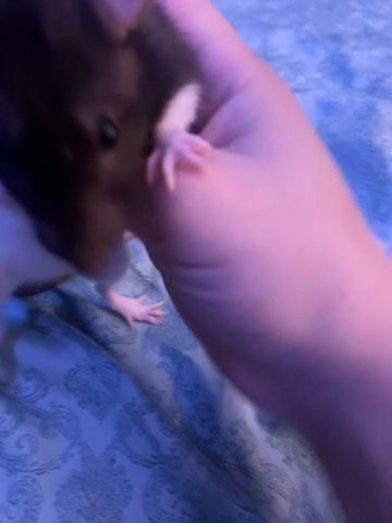 3 young fancy rats black and white, grey and white, and tan and white in Richland, Pennsylvania