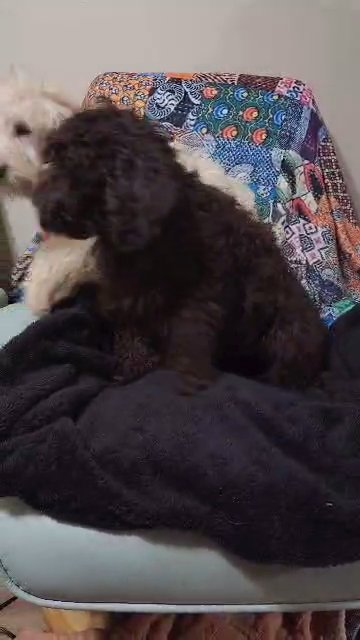 Australian Labradoodles in Winder, Georgia