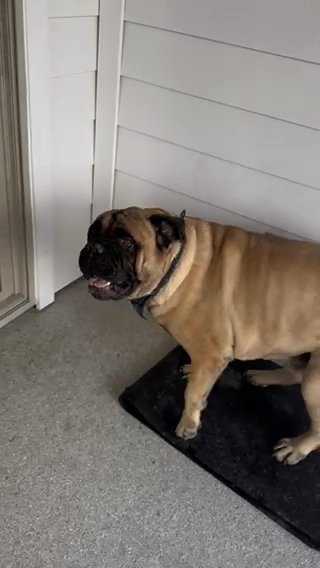 Rehoming My Champion Bullmastiff in Austin, Texas