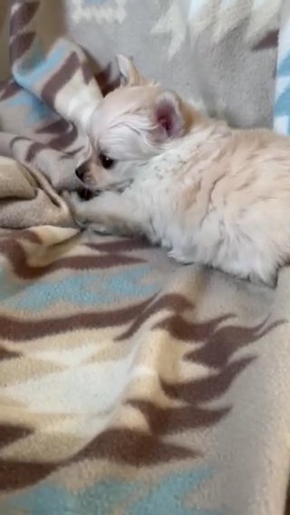 Teacup Chihuahua puppies in Tempe, Arizona