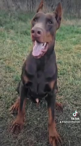 Imported Red European Doberman Stud in Zephyrhills, Florida