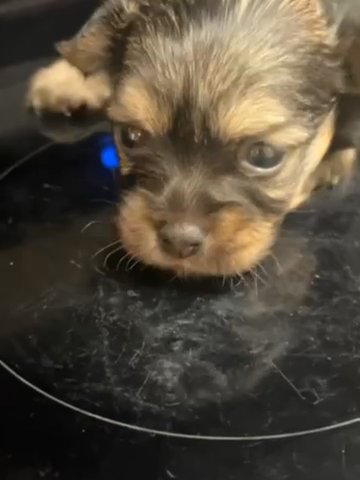 Longhair female Mini in Hollywood, Florida
