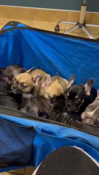 French Bulldog Female Puppy 800 in Grand Rapids, Michigan