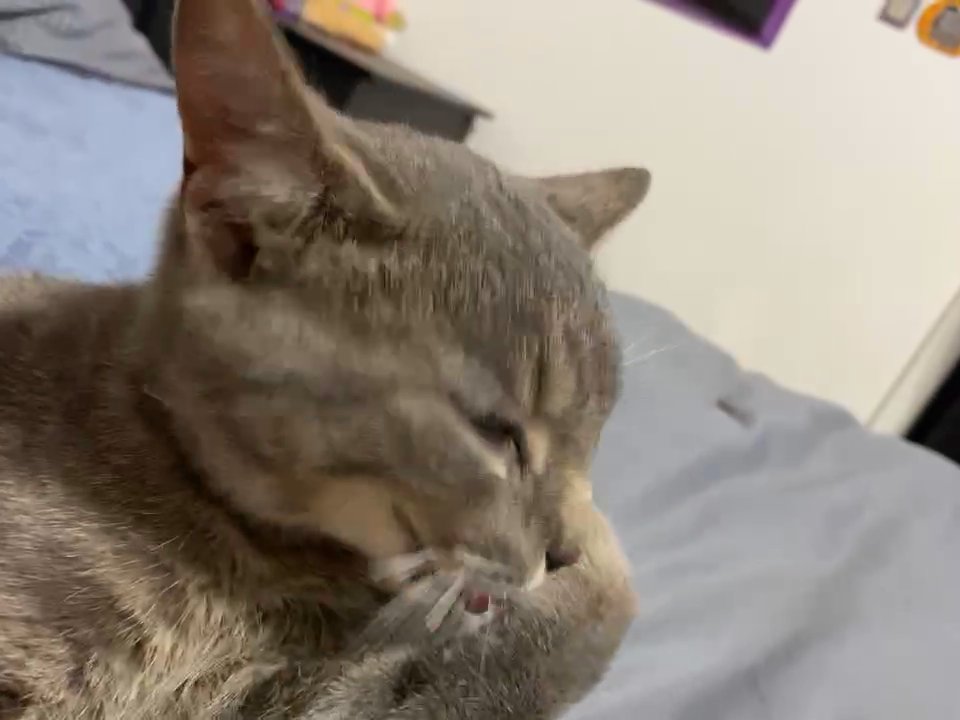 Western new year old cat free to a good home in Circleville, Ohio