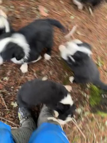 Border Collie Puppies in Kelso, Washington
