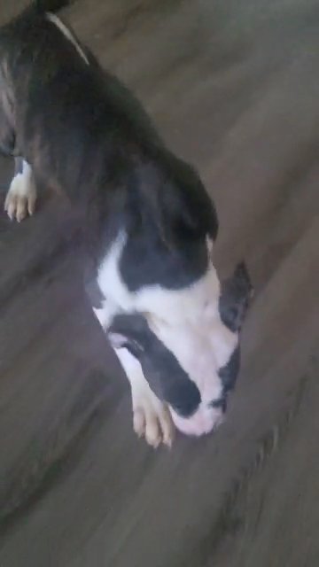 American Bulldog in New York City, New York