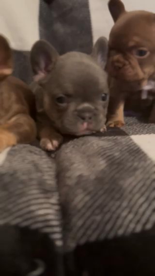Akc French Bulldog Puppies in Queen Creek, Arizona