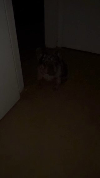 Fluffy French Bulldog in Baton Rouge, Louisiana