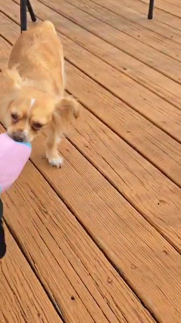 sweet chihuahuas for sale in Manassas, Virginia