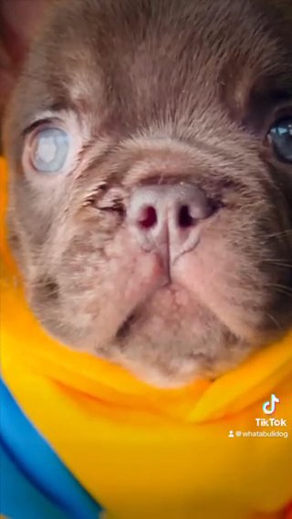 Astro in Houston, Texas