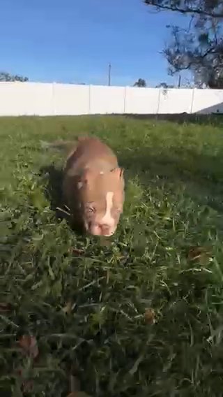 Female Bully in Tampa, Florida