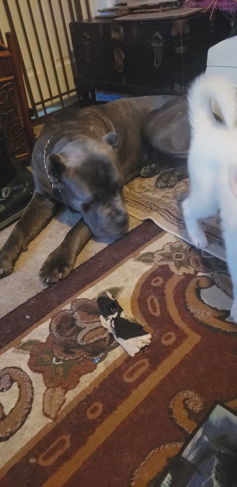 cane Corso in Grand Rapids, Michigan