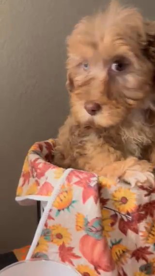 Aussidoodle in Cleveland, Ohio