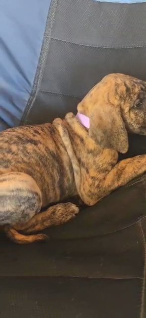 Brindle Great Dane Female in Menifee, California