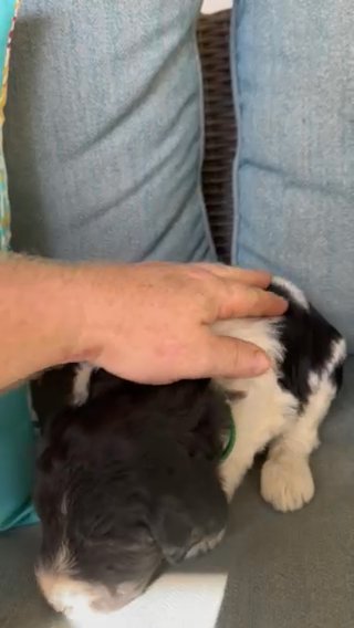 Pyredoodle Puppies in Crossville, Tennessee